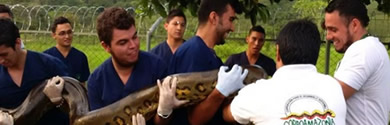 Anaconda rescatada en Caquetá ingresó al Centro Experimental Amazónico de CORPOAMAZONIA