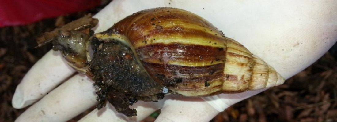 Acciones de Prevención y Control de Caracol Gigante Africano y Caracol de Jardín