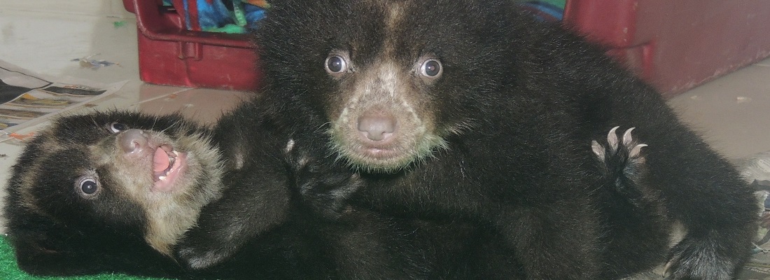 Por la conservación del Oso Andino en la región
