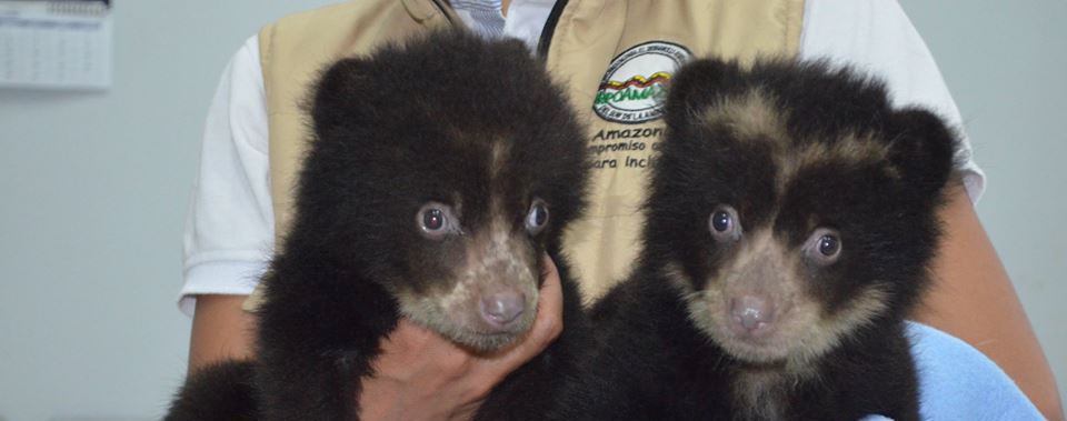 Fueron remitidos Indi y Killa los Oseznos de Anteojos