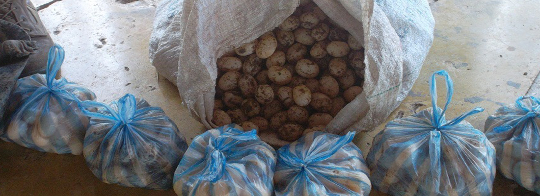 Recuperados huevos y tortugas Taricaya en Leguízamo, Putumayo