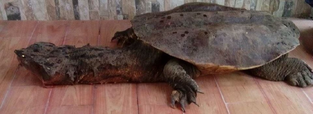 Liberada tortuga Matamata que fue entregada a CORPOAMAZONIA en Putumayo