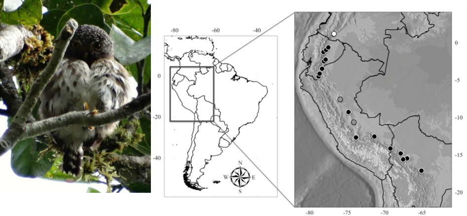 Observadores de aves del Putumayo aportan una especie más al listado de aves de Colombia: el buhito de Parker o lechucita subtropical