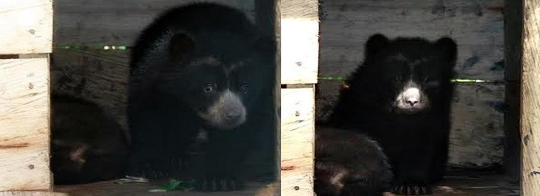 Avanza rehabilitación de los dos Oseznos de Anteojos recuperados en Putumayo en octubre de 2014