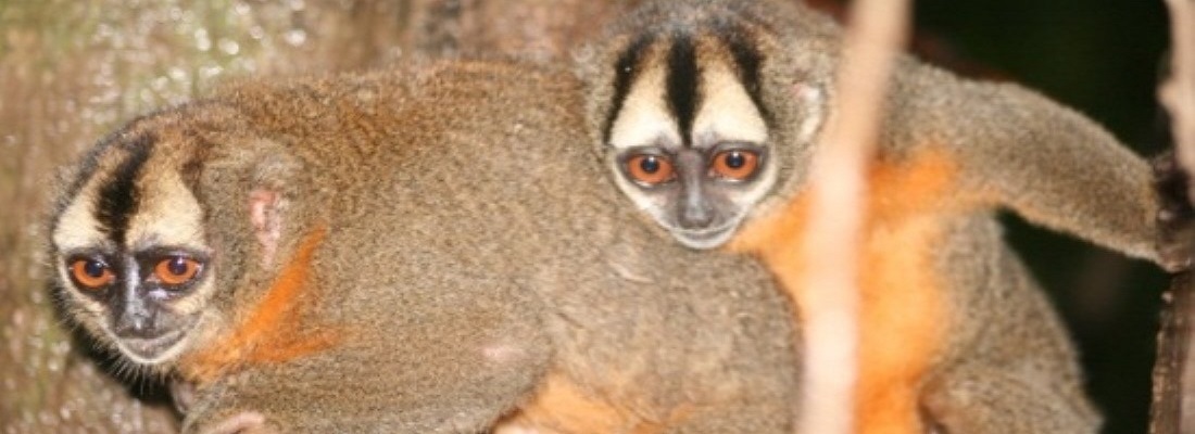 Comunicado de Prensa caso Instituto de Inmunología