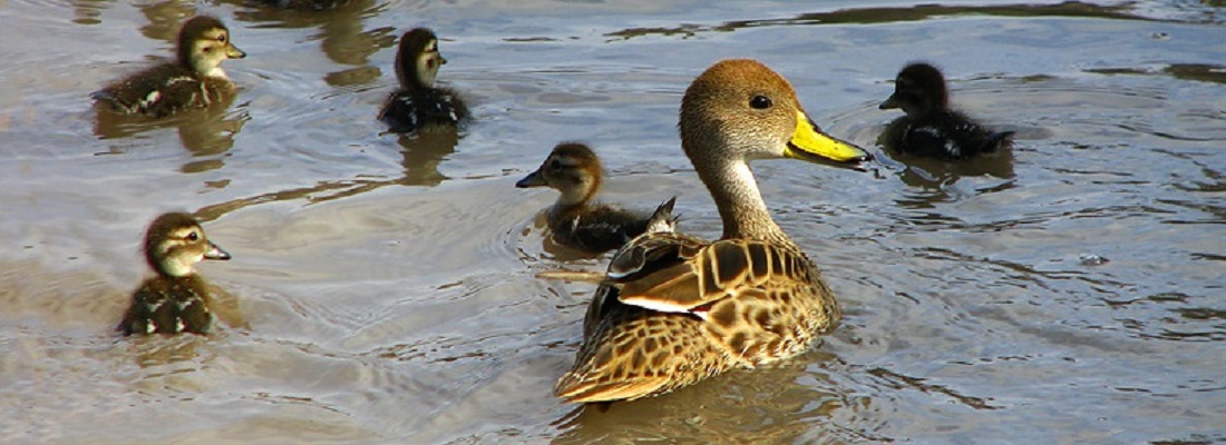 Segunda participación de CORPOAMAZONIA y sus grupos de observadores de aves en el Censo Neotropical de Aves Acuáticas