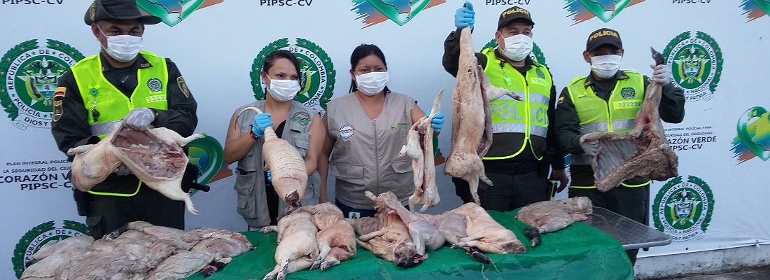 Una denuncia ciudadana permitió el hallazgo de carne de animales silvestres en Leticia, Amazonas