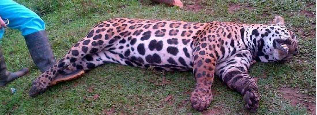 Comunicado de prensa caso presunta muerte de un jaguar en Caquetá