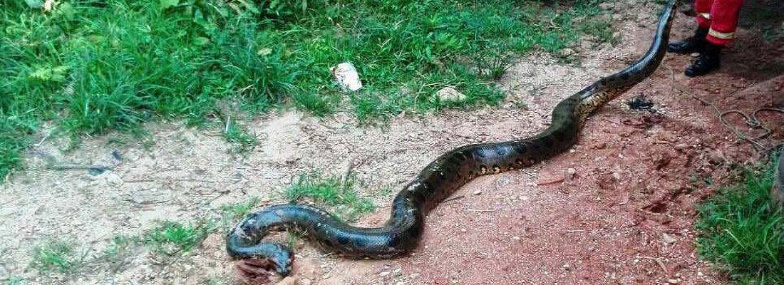 Reubicada anaconda en sector rural de San Vicente del Caguán, Caquetá