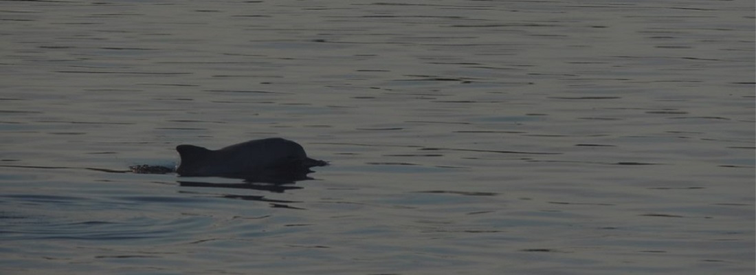 Rescatado un delfín Tucuxi, en finca de Leticia, Amazonas