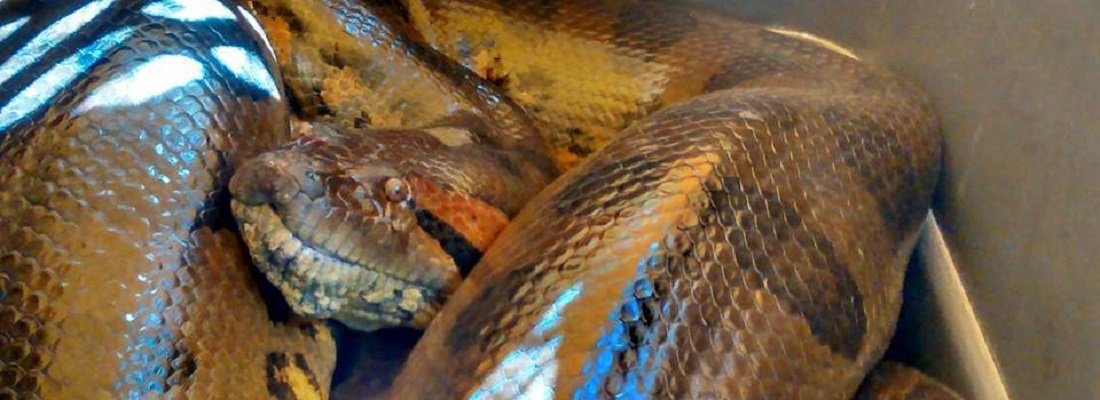 Comunicado de Prensa