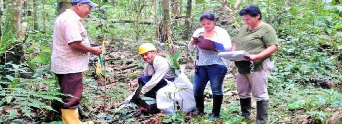 Avanza investigación sobre plantas medicinales y árboles semilleros del Centro Experimental Amazónico