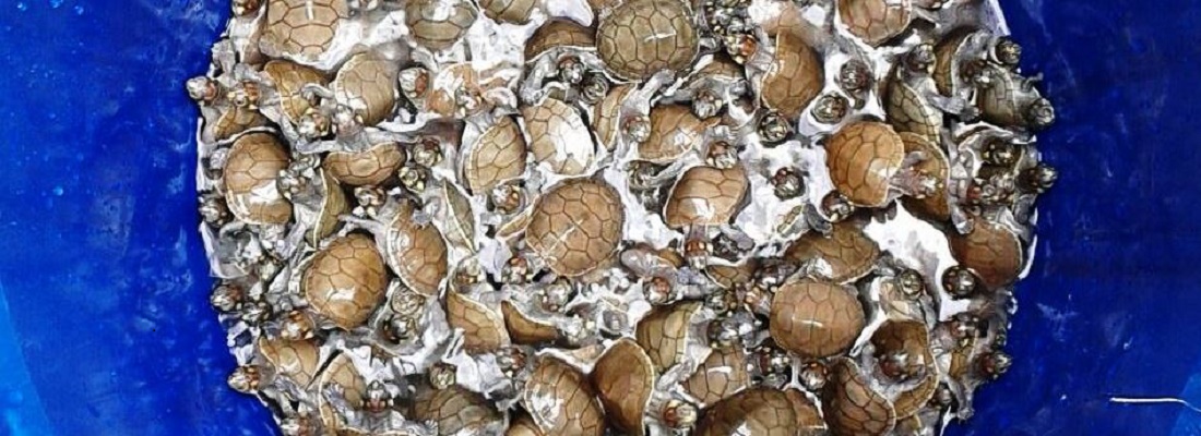 Liberadas 1.133 tortugas Terecay que habían sido incautadas en Leguízamo, Putumayo