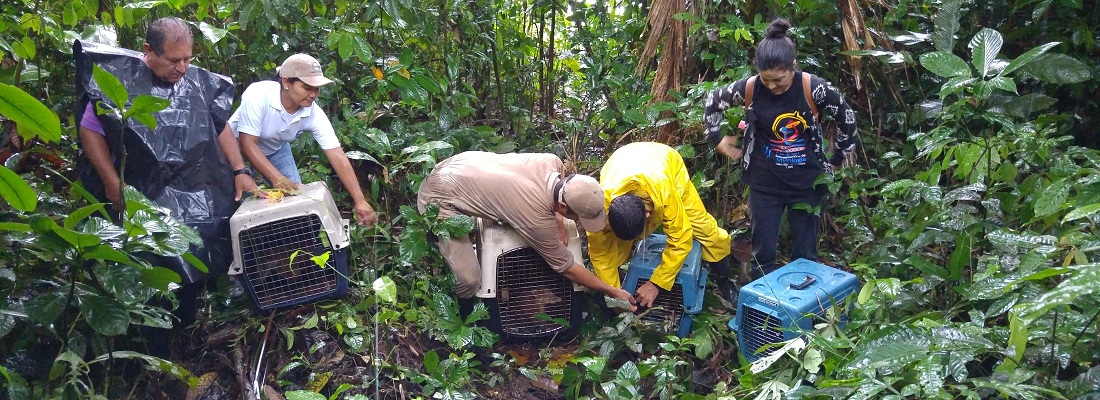 En libertad 21 animales silvestres en Putumayo