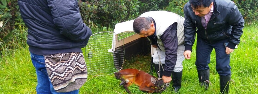 Liberado venado de páramo en Valle de Sibundoy, Putumayo en el Día de la Madre Tierra