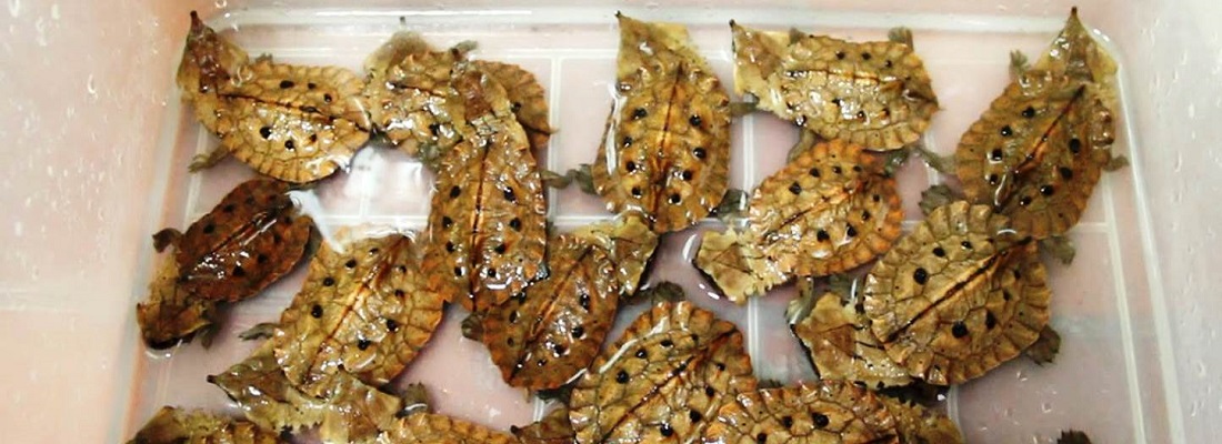 Devueltas a su hábitat 449 tortuguillas matamata, luego de un largo viaje desde el Amazonas hasta el Vichada