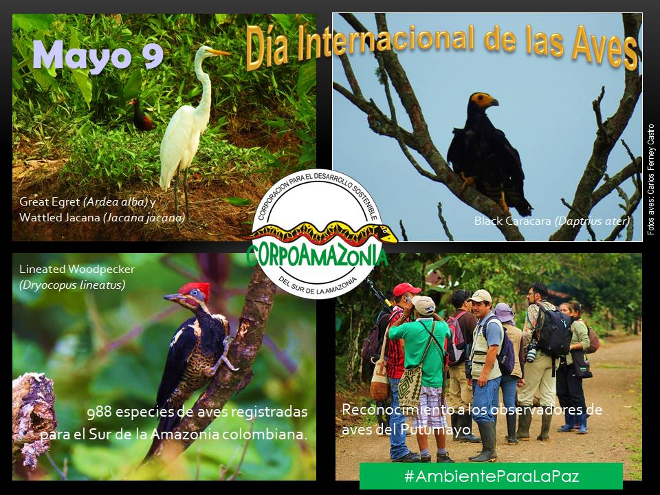 Putumayo celebra Día Internacional de las Aves