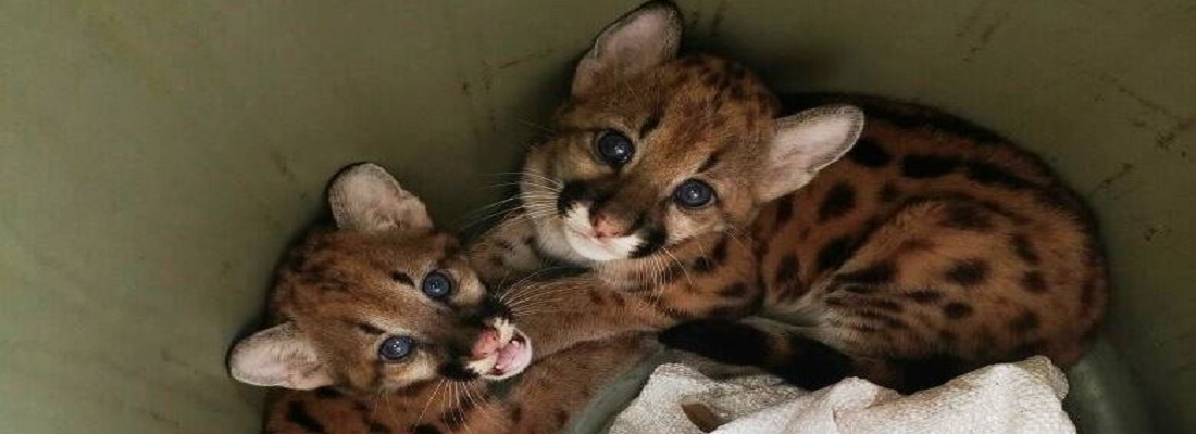 Rescate de dos crías de Puma en Leguízamo, Putumayo