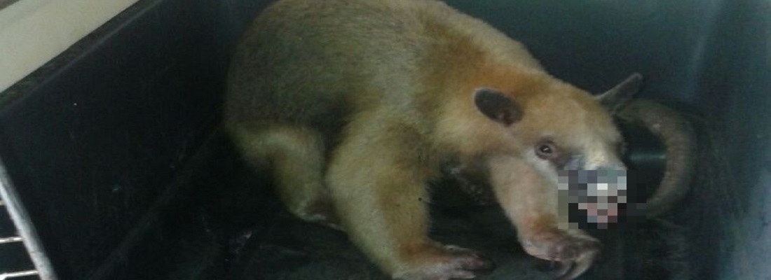 Maltrato físico contra dos osos hormigueros en el Caquetá