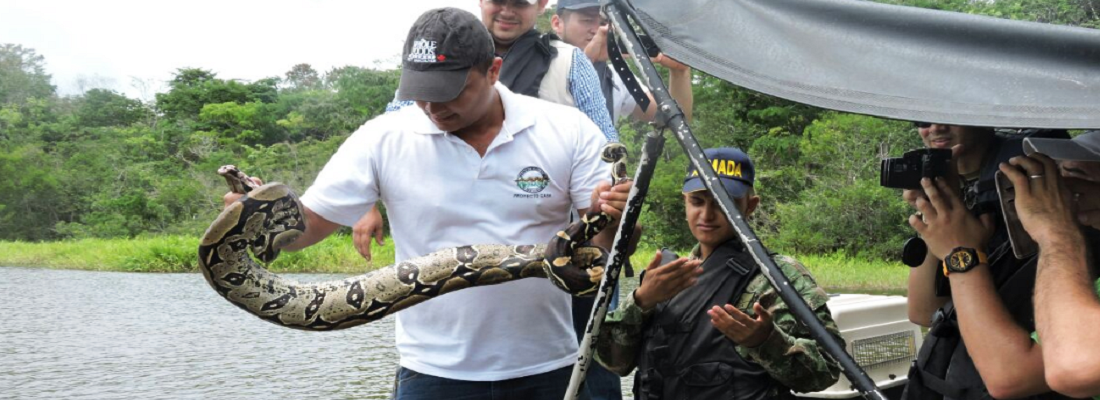 Nueva liberación de animales silvestres en el Caquetá