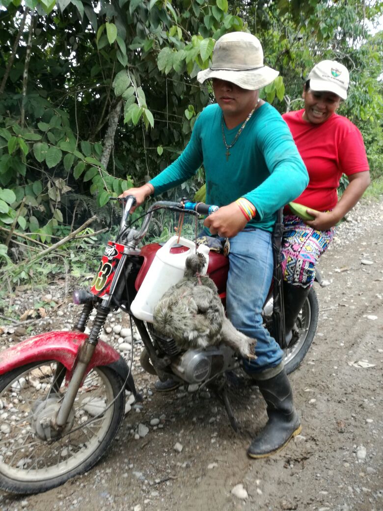 Corpoamazonia rechaza la caza ilegal de perezoso (Bradypus variegatus)
