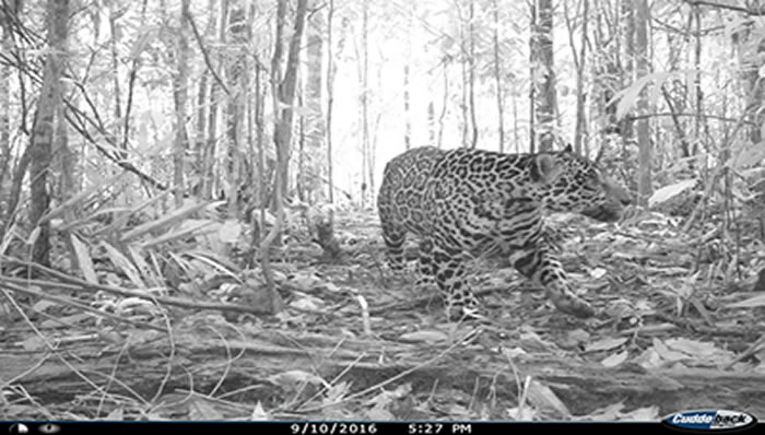 Comunicado de Prensa