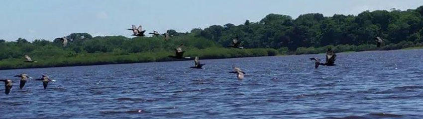 Anaconda en el Corregimiento de Puerto Arica