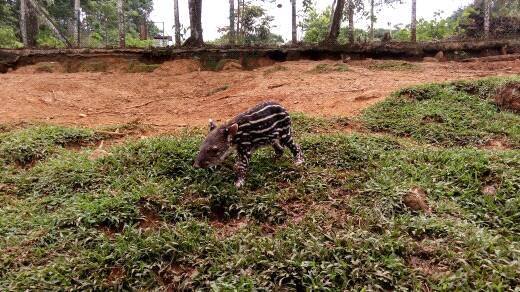 Nació cría de DANTA en el CEA