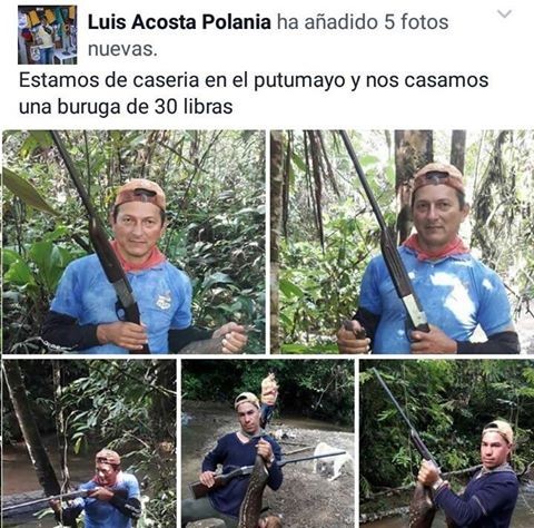 Corpoamazonia rechaza la caza ilegal de cuniculus paca (boruga) en el departamento del Putumayo