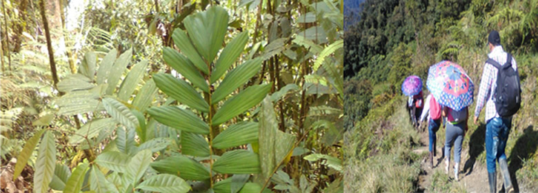 CORPOAMAZONIA e INVIAS avanza en el cumplimiento de las medidas de Compensación de reforestación por Proyecto Variante San Francisco-Mocoa