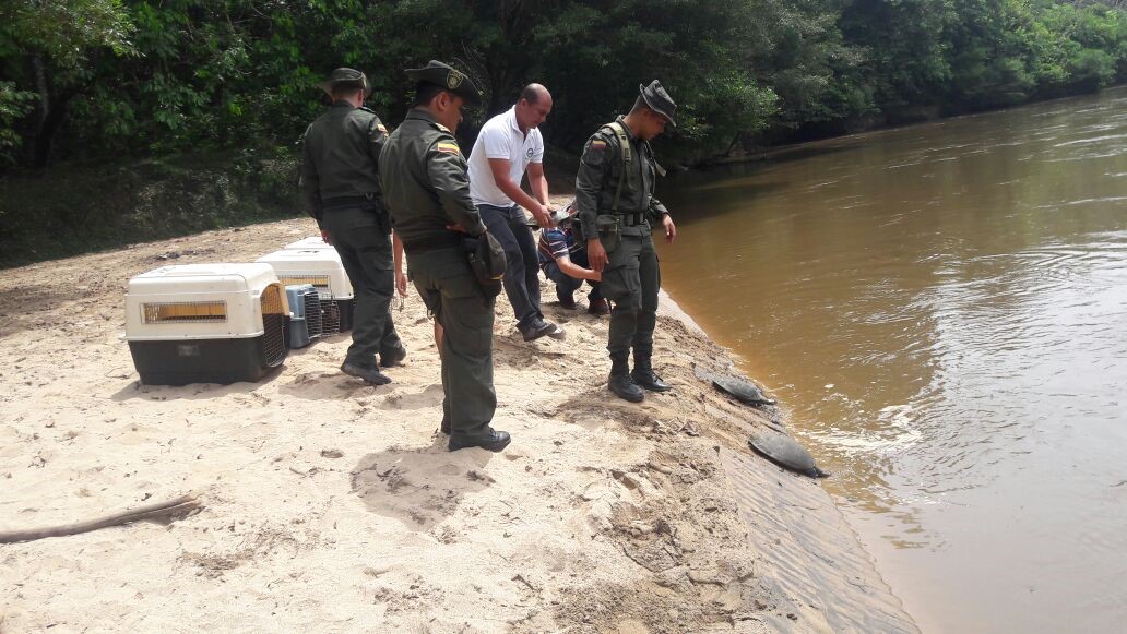 723 ejemplares de fauna silvestre volvieron a su hábitat en la Amazonia Colombiana