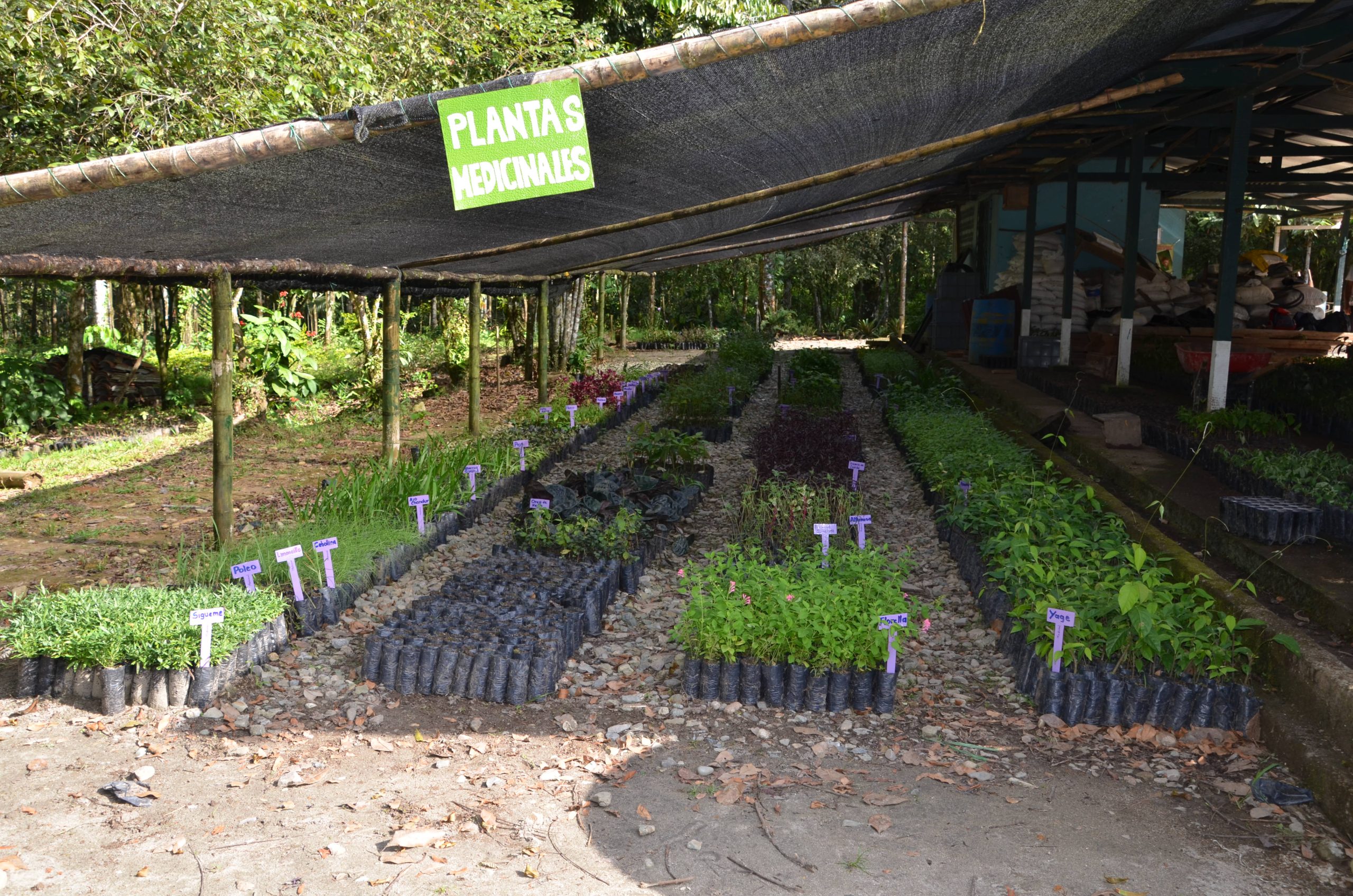 El CEA avanza en producción de material vegetal Amazónico