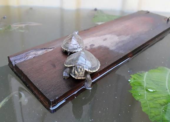 7202 Tortugas rescatadas en Putumayo en el primer trimestre del año