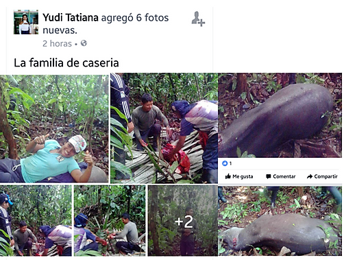 CORPOAMAZONIA rechaza la caza de Danta (Tapirus terrestris) en el Caquetá