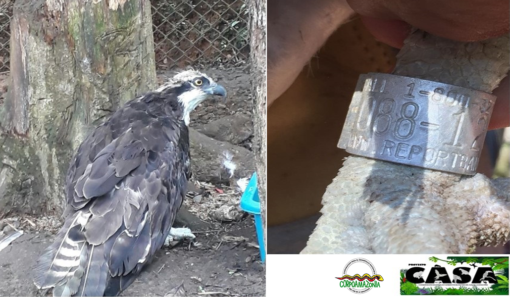 Ave migratoria es entregada voluntariamente en Putumayo