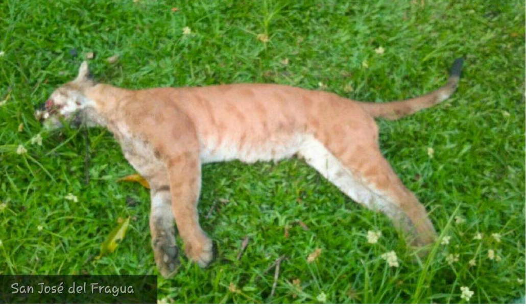 CORPOAMAZONIA rechaza el asesinato de un ejemplar de Puma en Caquetá