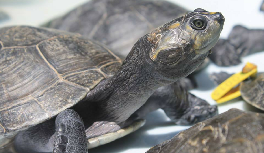 104 ejemplares de fauna silvestre fueron liberados en Putumayo y Caquetá