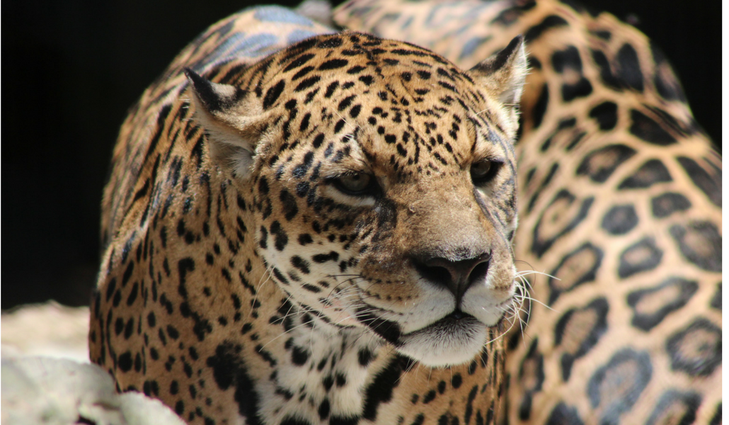 Comunicado a la Opinión Pública