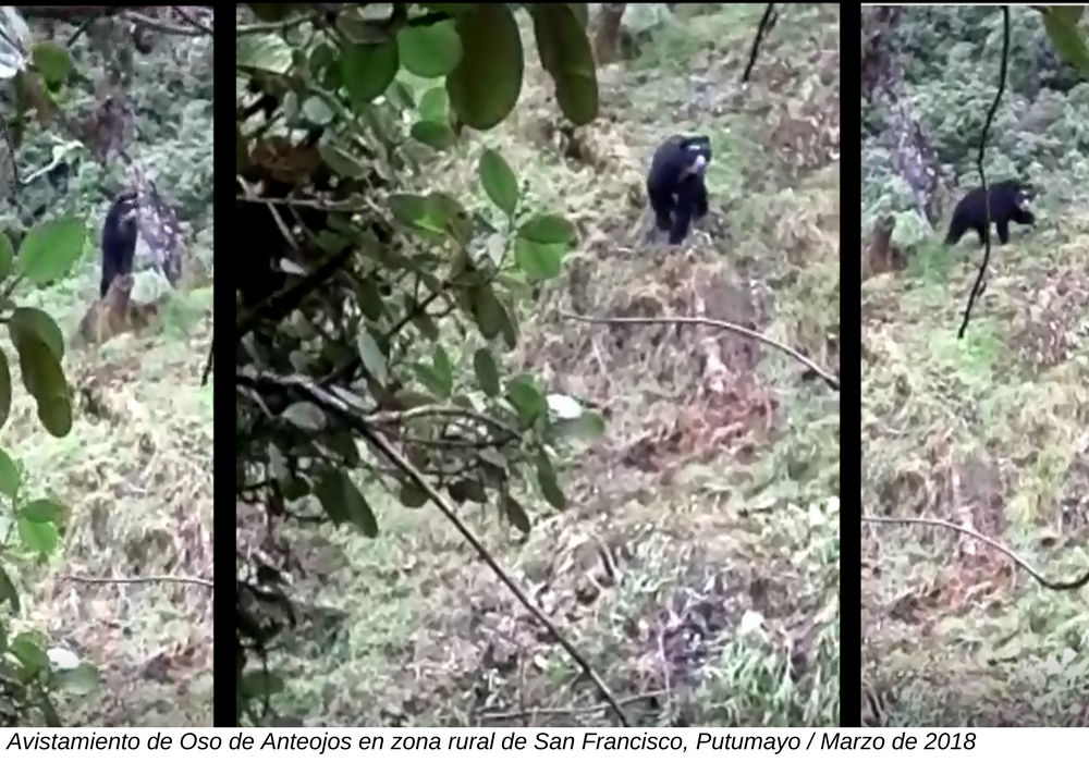 CORPOAMAZONIA hace un llamado a la protección del Oso Andino visto en zona rural de San Francisco