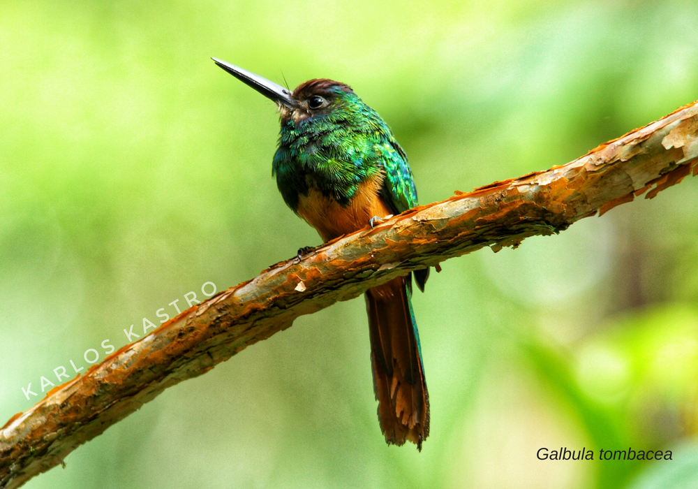 Putumayo uno de los grandes ganadores del Global Big Day 2018