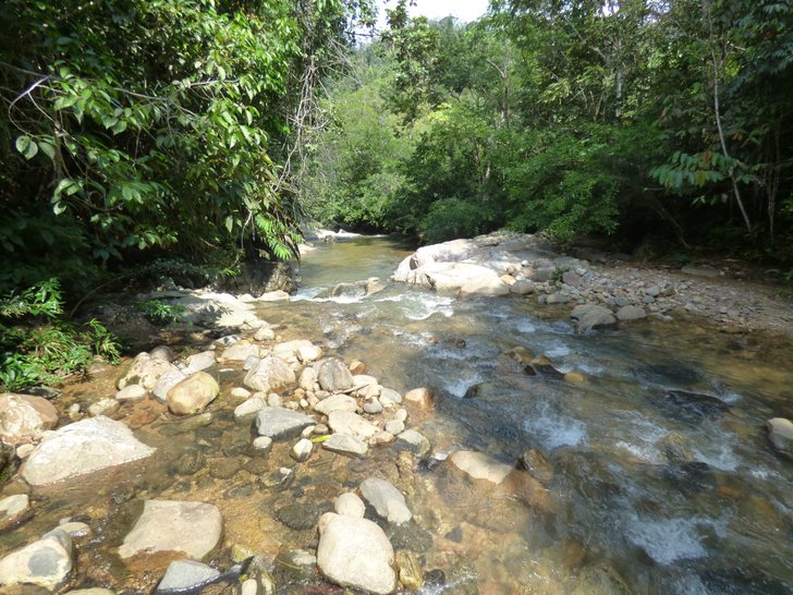 Alianza para conservar los bosques del Piedemonte Caqueteño