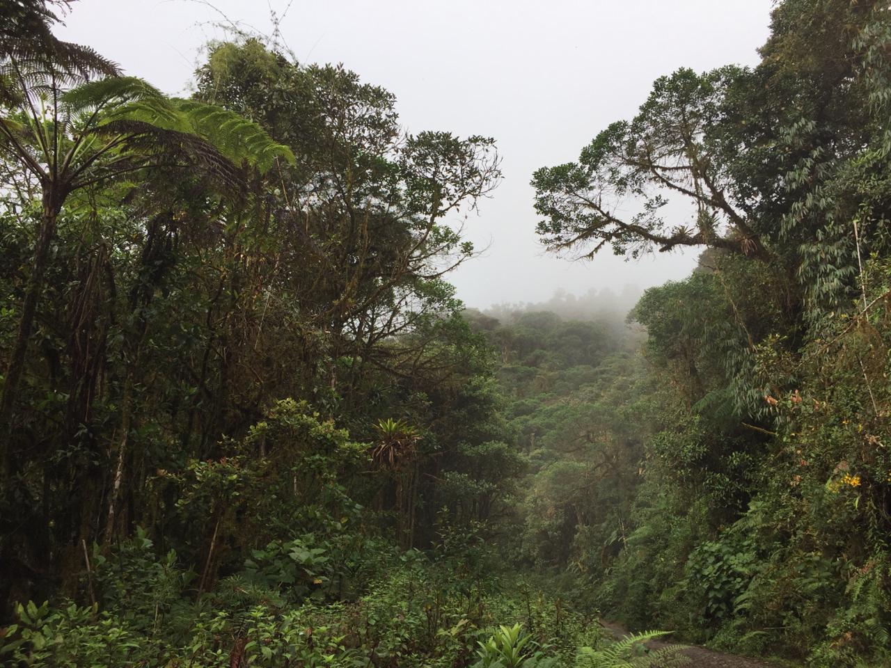 Declaran la primera área protegida regional de la Amazonia colombiana
