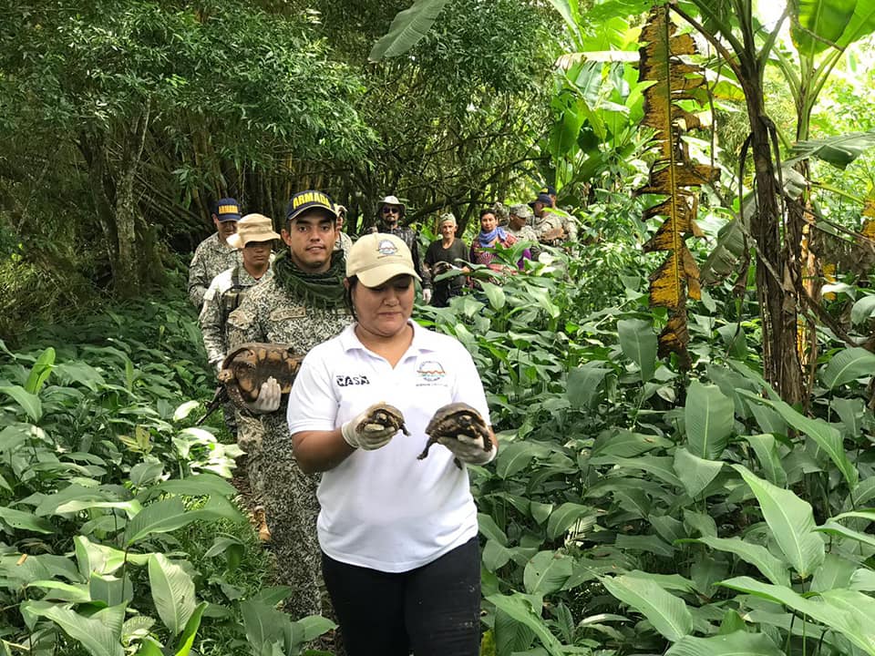 Fauna silvestre de la Amazonia regresa a su hábitat natural