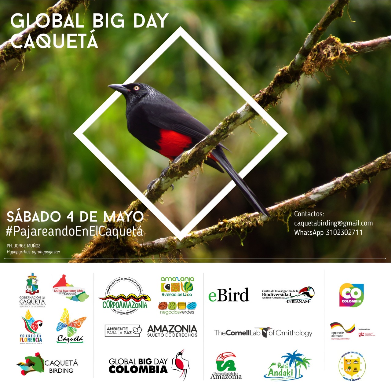 El Sur de la Amazonia se prepara para el Global Big Day 2019