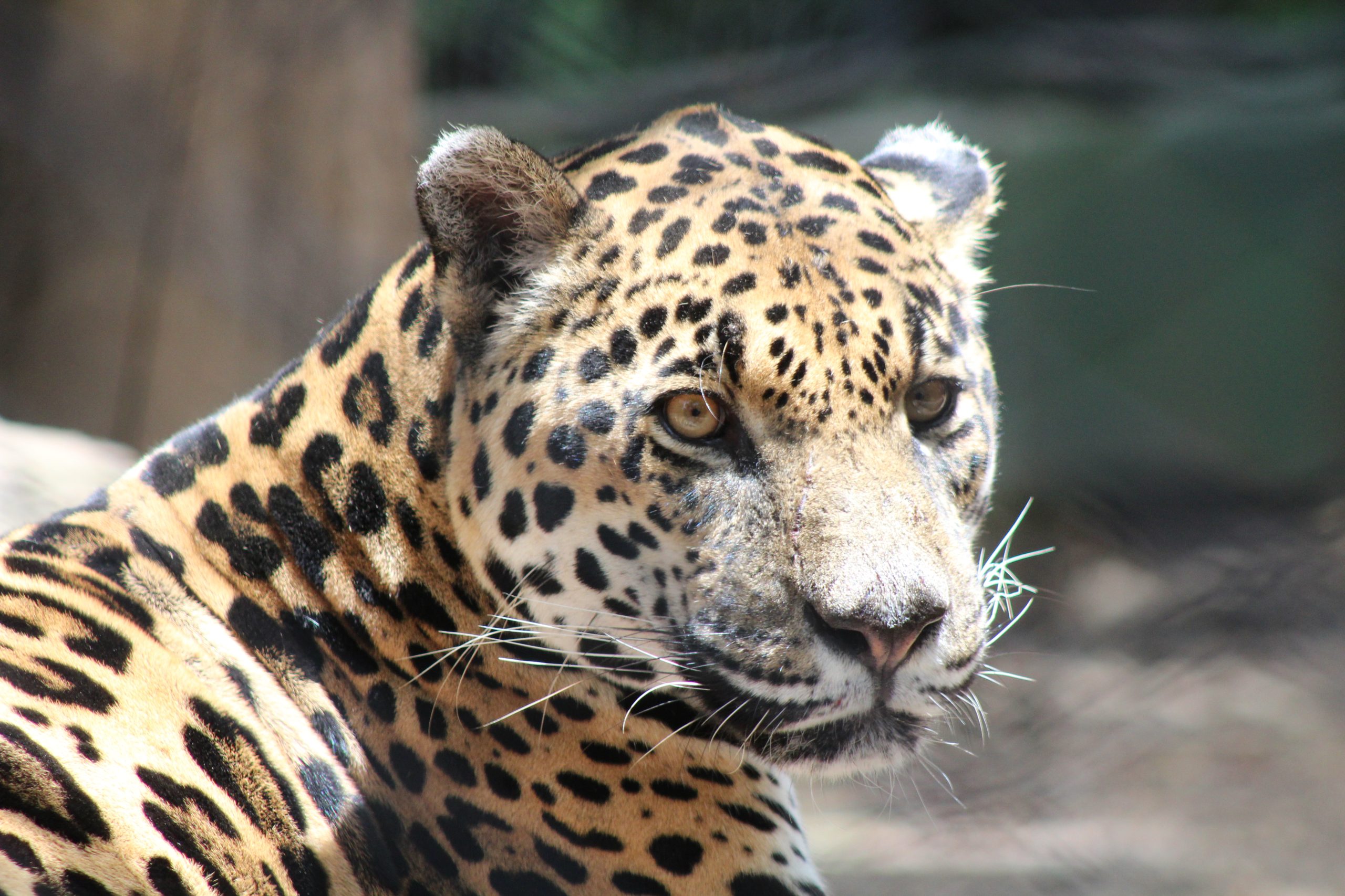 CORPOAMAZONIA desmiente liberación de Felinos Silvestres en la jurisdicción