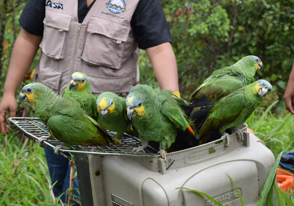 Animales silvestres regresan a los bosques del Putumayo