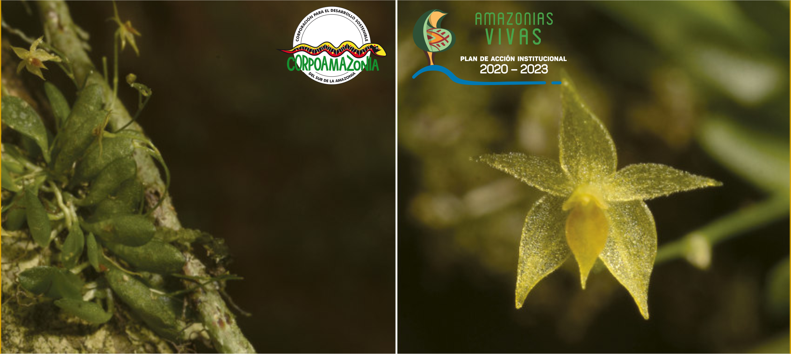 NUEVOS REGISTROS DE ORQUÍDEAS PARA LA FLORA COLOMBIANA