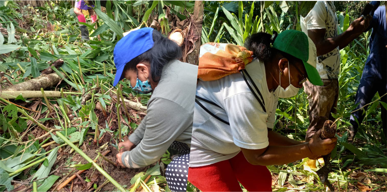 Sembradas 400 plántulas de chíparo en Mocoa, Putumayo