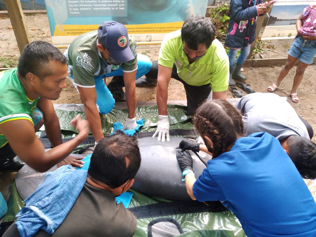 Continúa el proceso de rehabilitación de Lluvia y Moeügchi en Puerto Nariño, Amazonas.