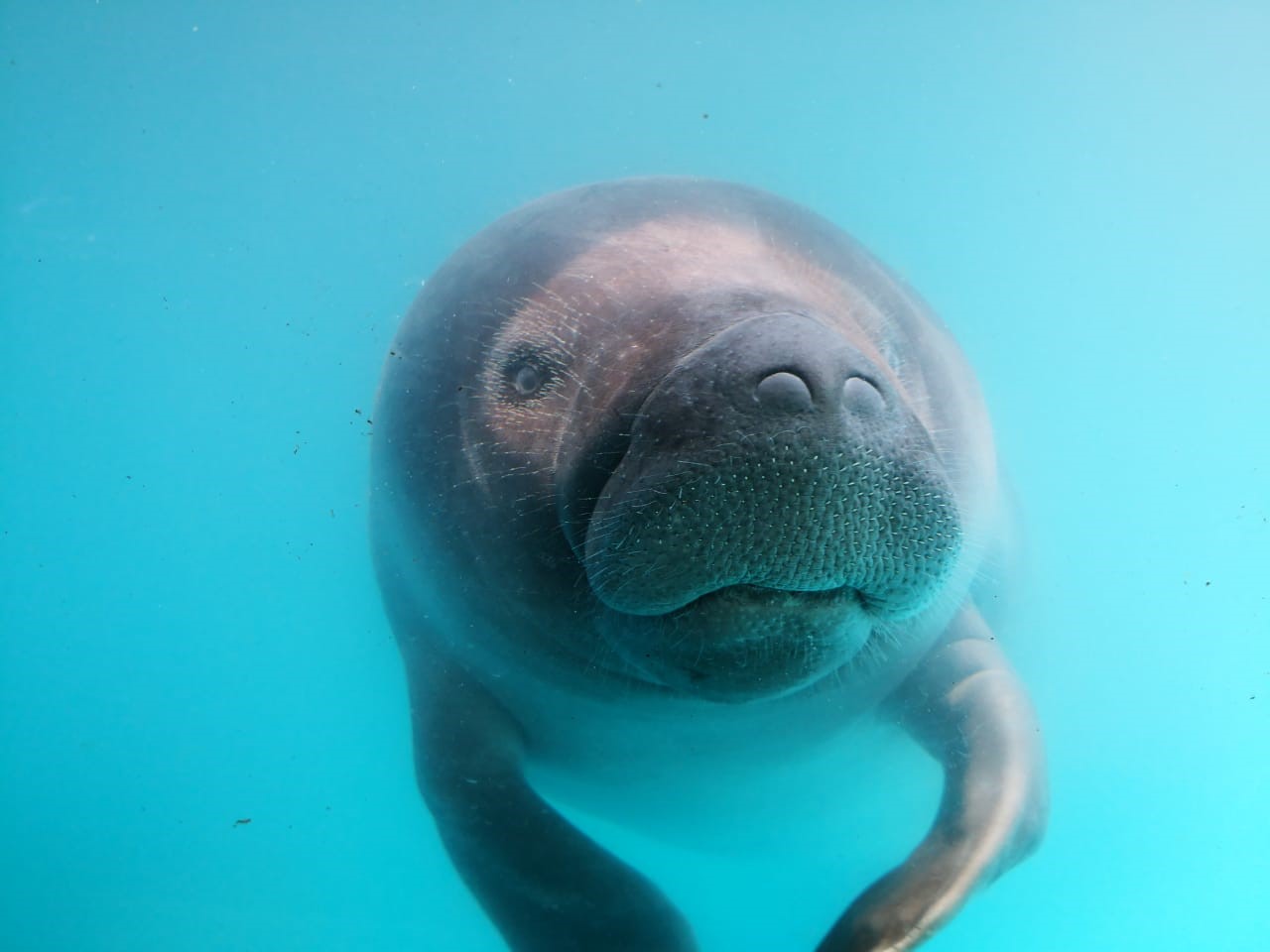 La única forma de conservar la fauna silvestre es mantenerla en su hábitat natural